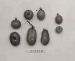 Click for 1 image(s) for this accession. FRUIT